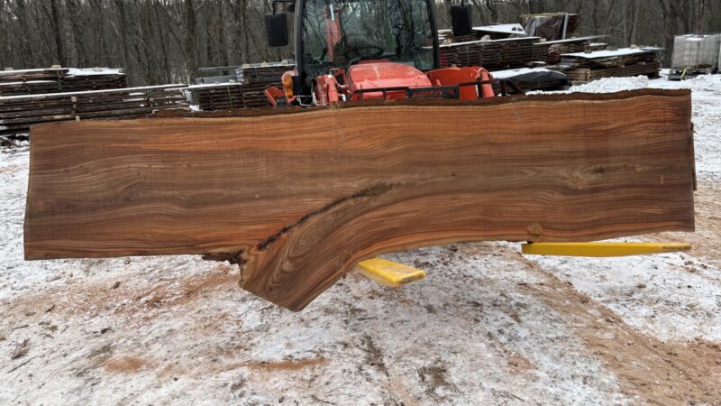 Red Elm (Slippery Elm) Live-Edge Slab — 144" × 35–46" × 2½" (10/4)