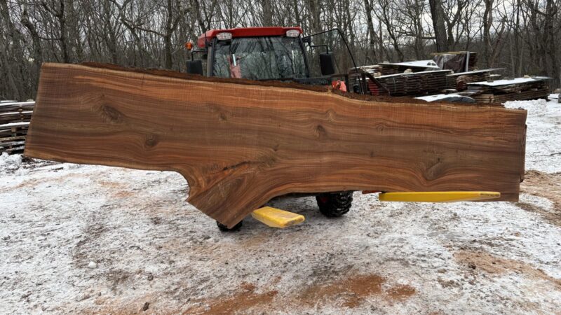Red Elm (Slippery Elm) Live-Edge Slab — 144" × 38–48" × 2½" (10/4)