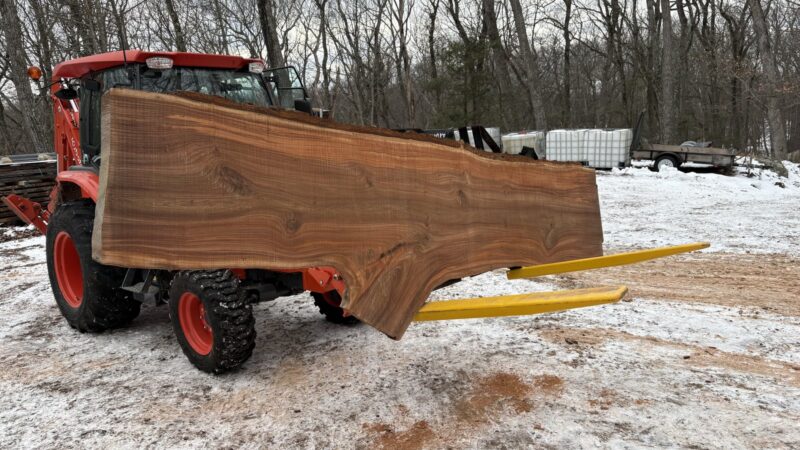 Red Elm (Slippery Elm) Live-Edge Slab — 144" × 38–48" × 2½" (10/4)