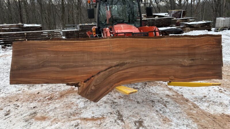 Red Elm (Slippery Elm) Live-Edge Slab — 144" × 38–48" × 2½" (10/4)