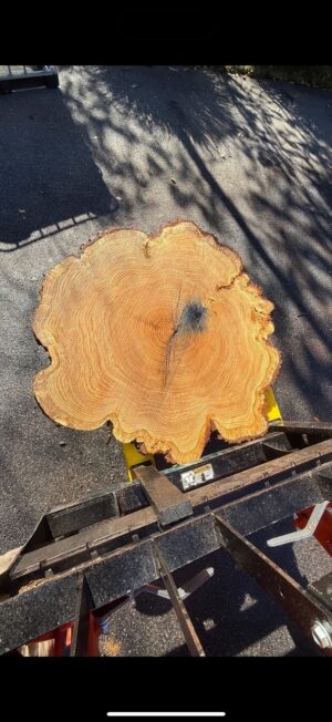 Red Oak Flower Cookie — 42" round