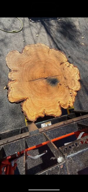 Red Oak Flower Cookie — 44.5" round