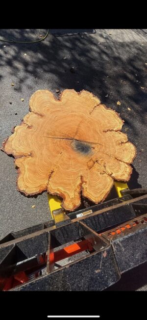 Red Oak Flower Cookie — 46" round