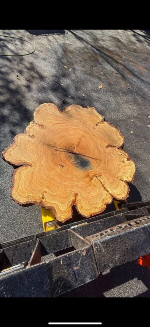 Red Oak Flower Cookie — 47.5" round