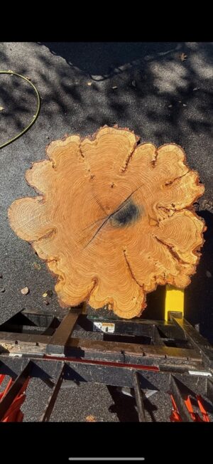 Red Oak Flower Cookie — 48.5" round