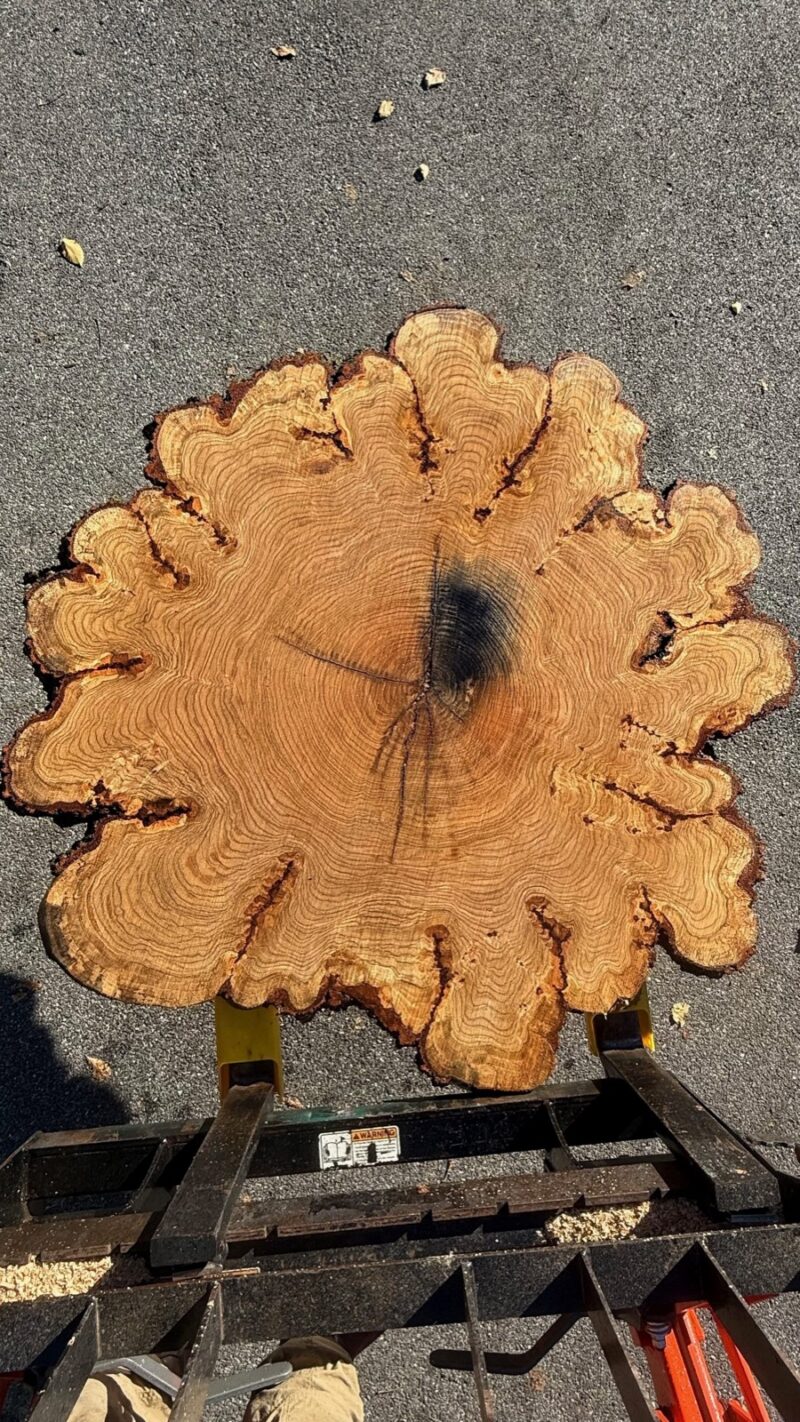 Red Oak Flower Cookie — 58" round