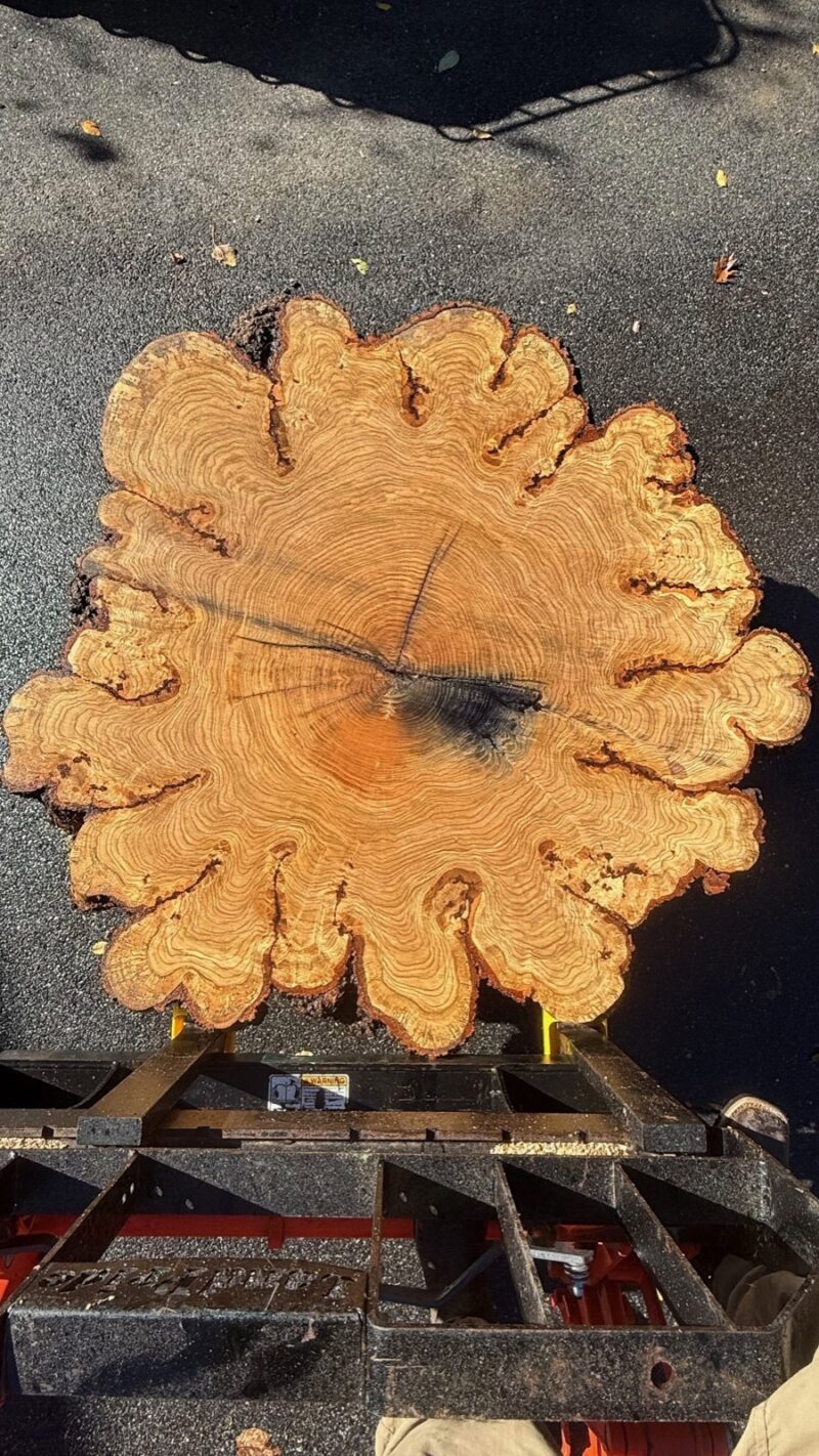 Red Oak Flower Cookie — 58" round