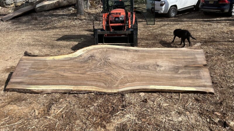 BLACK WALNUT LIVE EDGE SLAB #08 — 147" × 44"