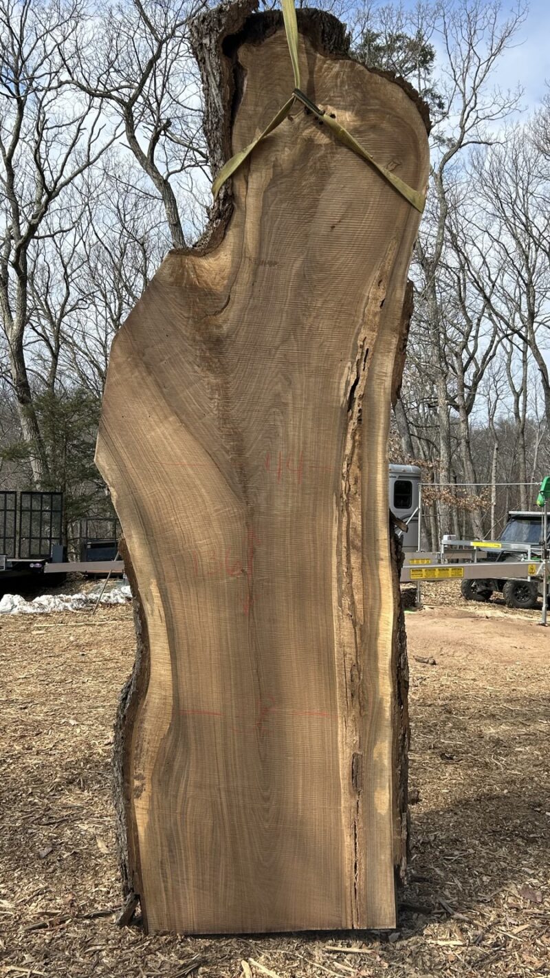 BLACK WALNUT LIVE EDGE SLAB #04 — 136" × 44"