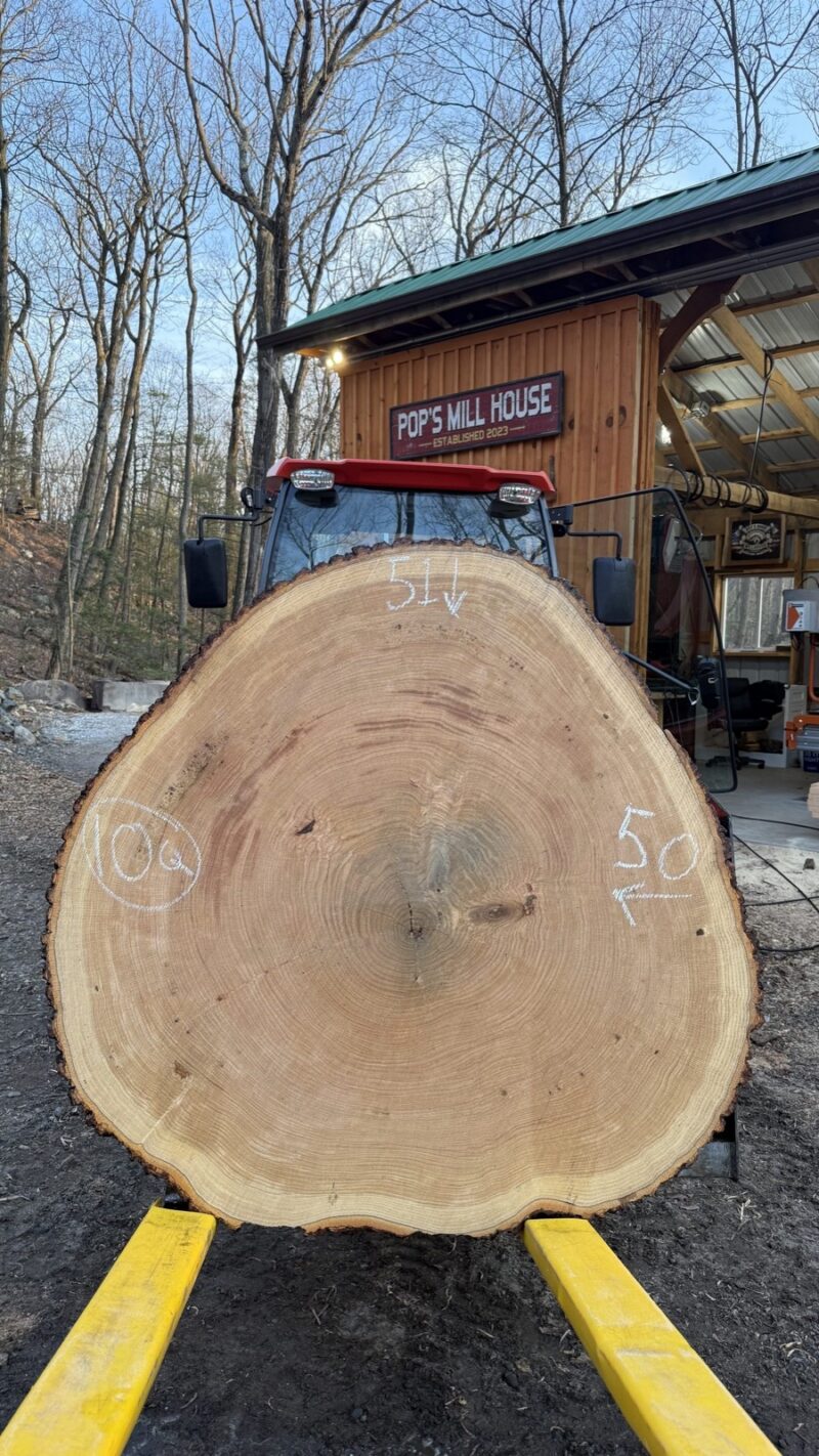 White Oak Cookie — 51" × 50" round