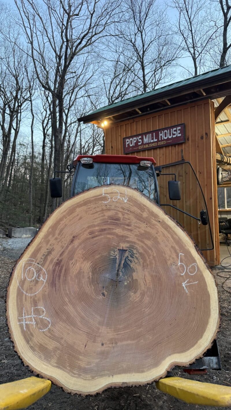 White Oak Cookie — 52" × 50" round