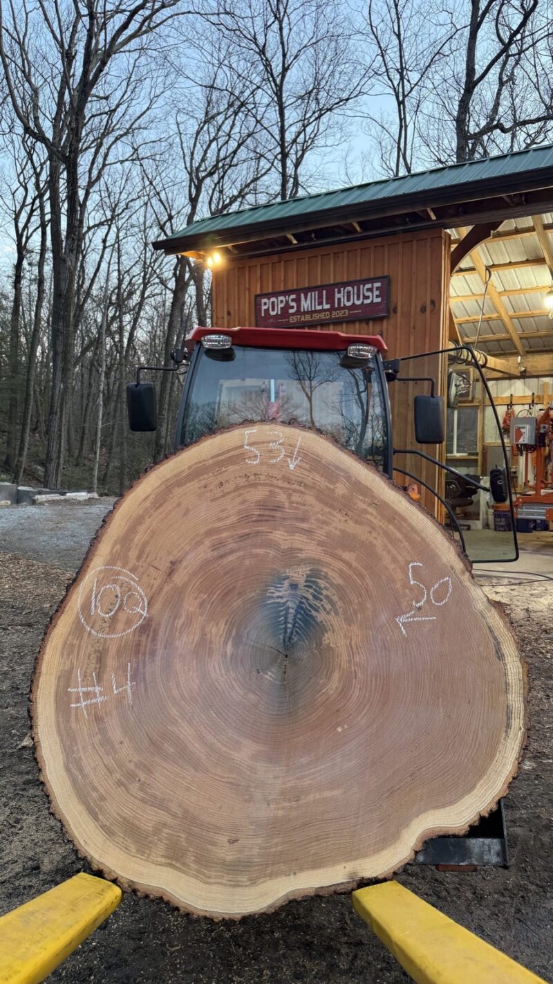 White Oak Cookie — 53" × 50" round