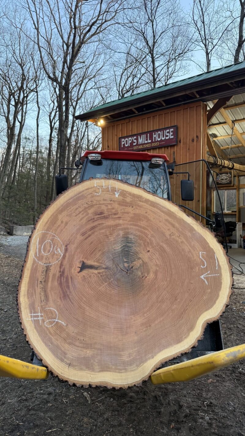 White Oak Cookie — 54" × 51" round