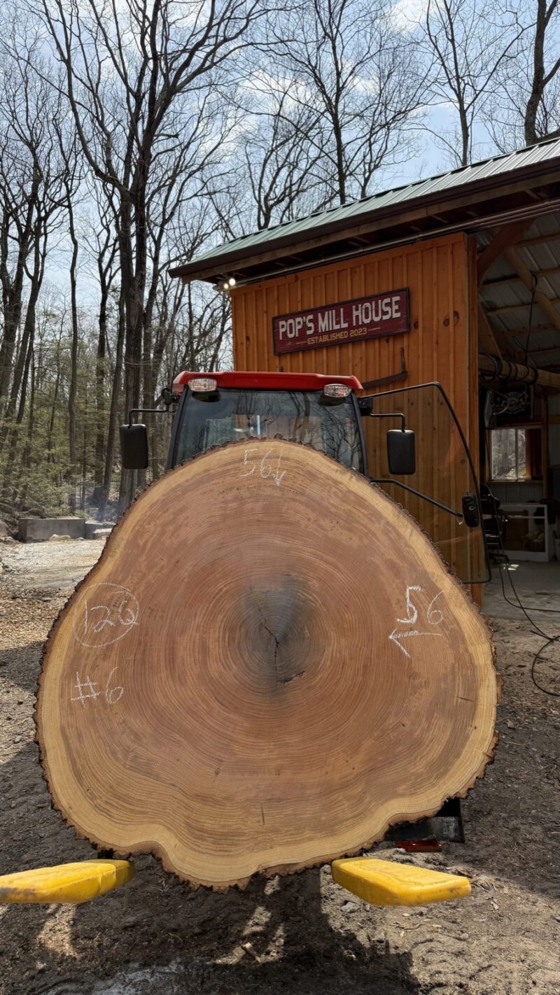 White Oak Cookie — 56" × 56" round