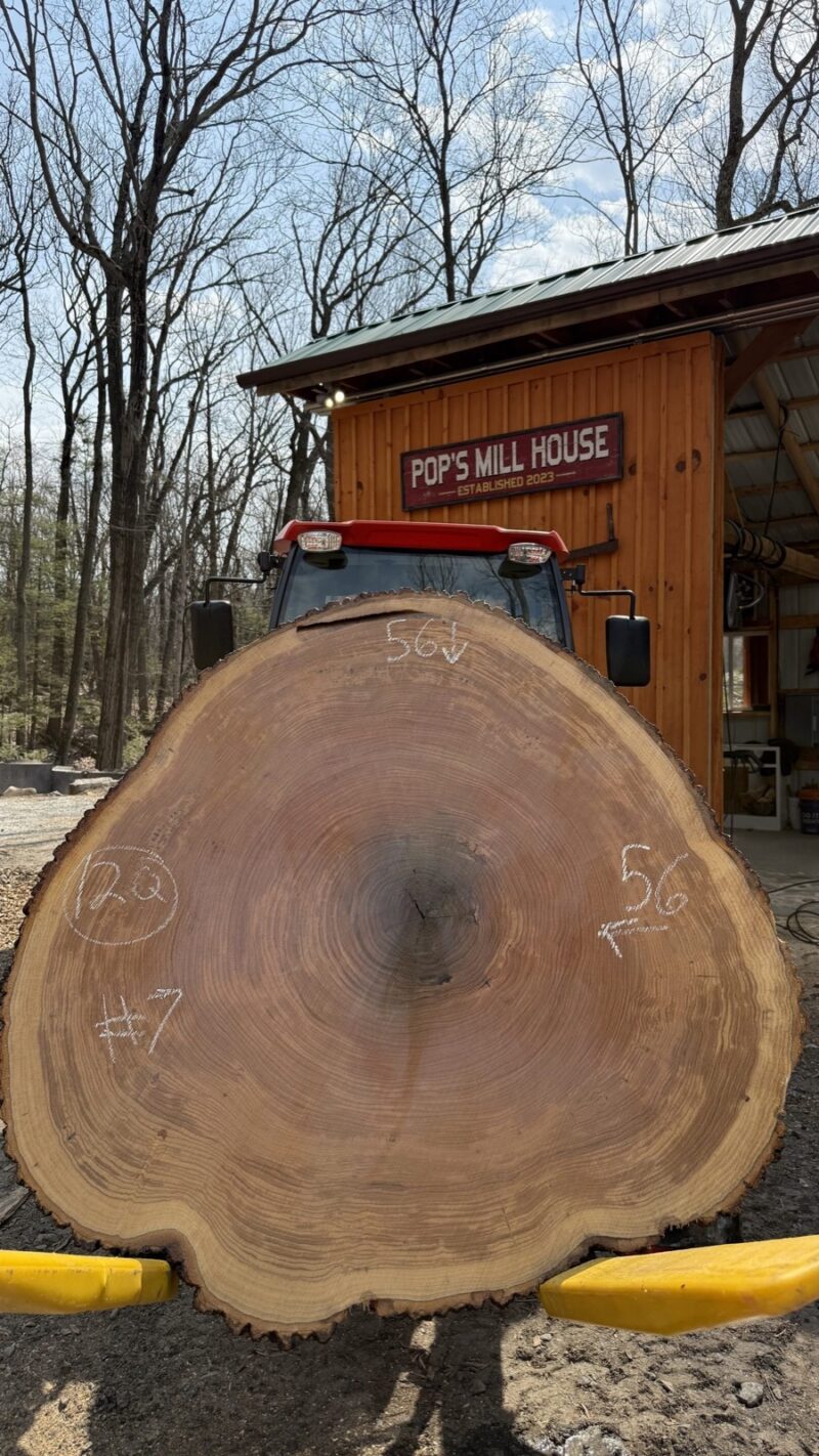 White Oak Cookie — 56" × 56" round