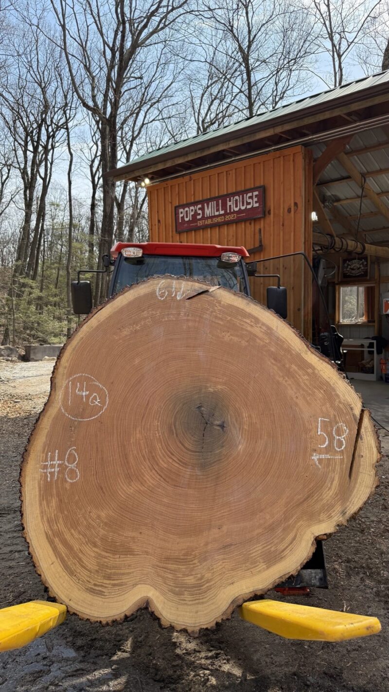 White Oak Cookie — 61" × 58" round