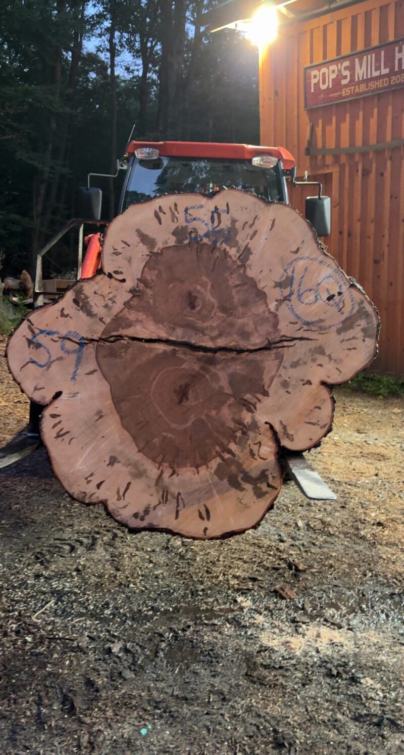 Ambrosia Maple — 55/59" dia, 4" thick