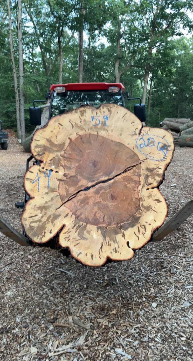 Ambrosia Maple  — 59/49" dia, 5" thick